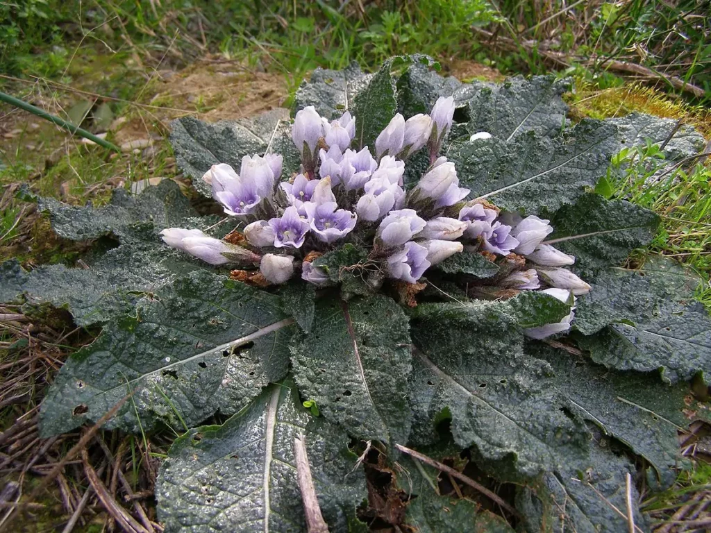 Mandragore plante magique - mandragora officinarum